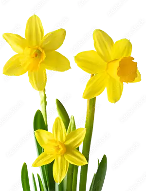 Daffodils